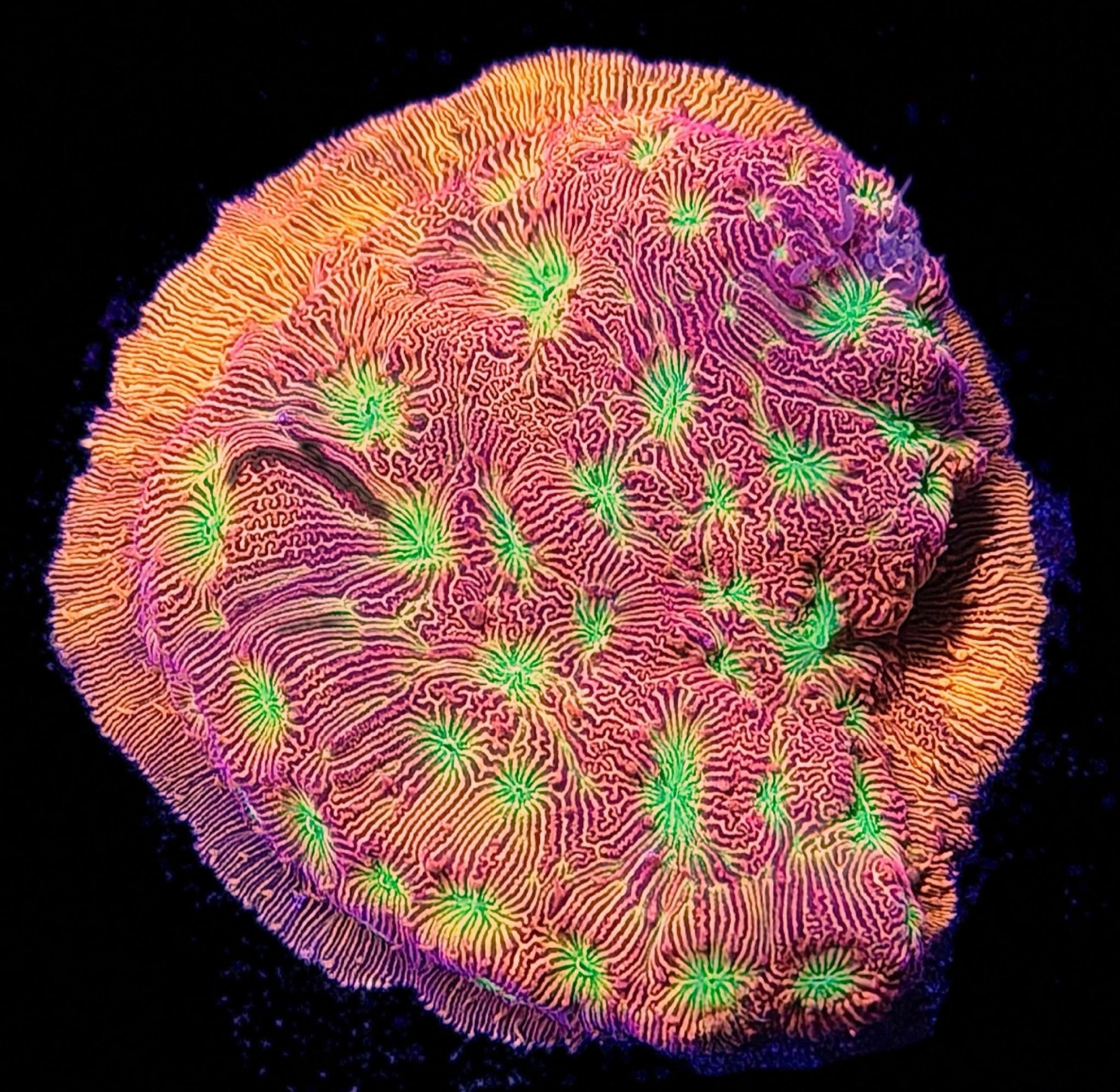 JF Jack O'Lantern
