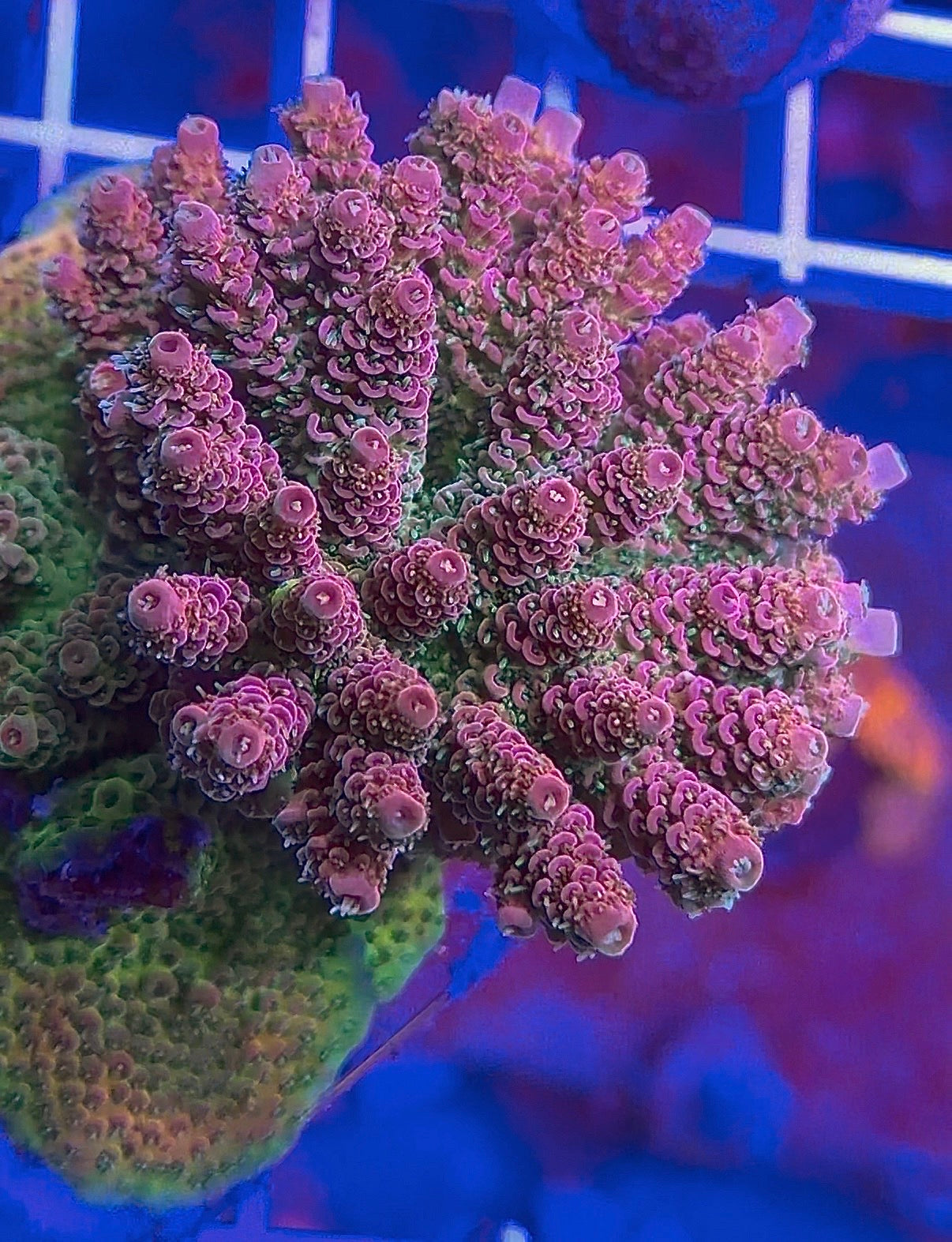HIGH VOLTAGE MILLEPORA COLONY / WYSIWYG