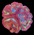 RAINBOW FAVIA MINI COLONY