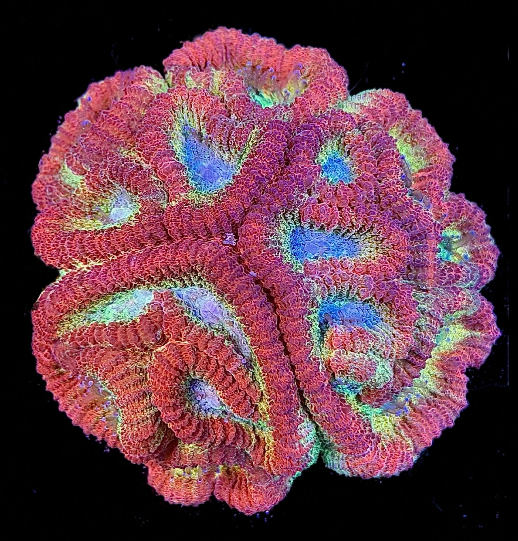 RAINBOW FAVIA MINI COLONY