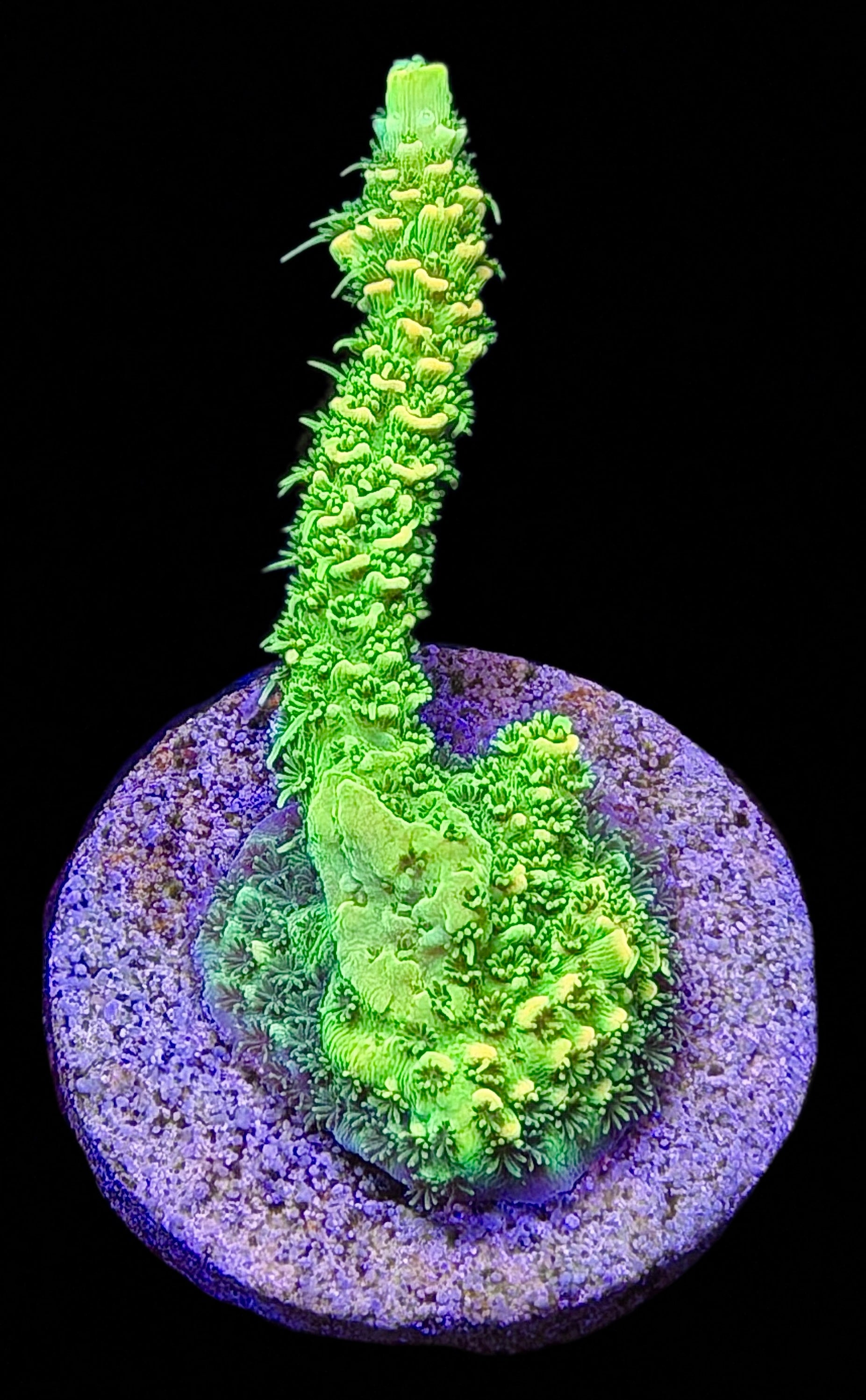 LEADFOOTED’s LIMELIGHT