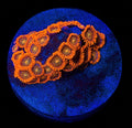 RED BAM BAM ZOAS