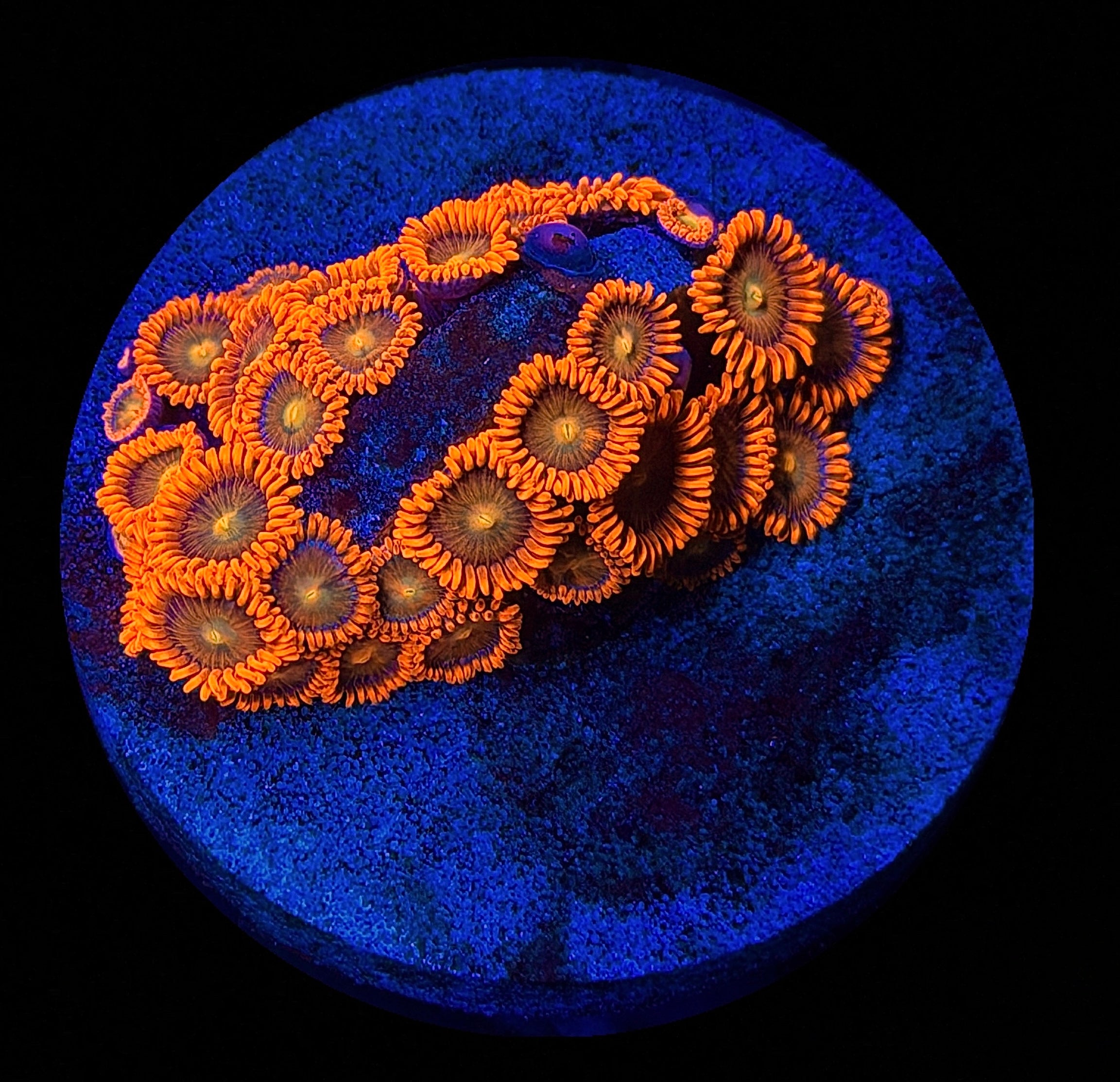 RED BAM BAM ZOAS