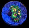 LITTLE SHOP OF HORROR ZOAS