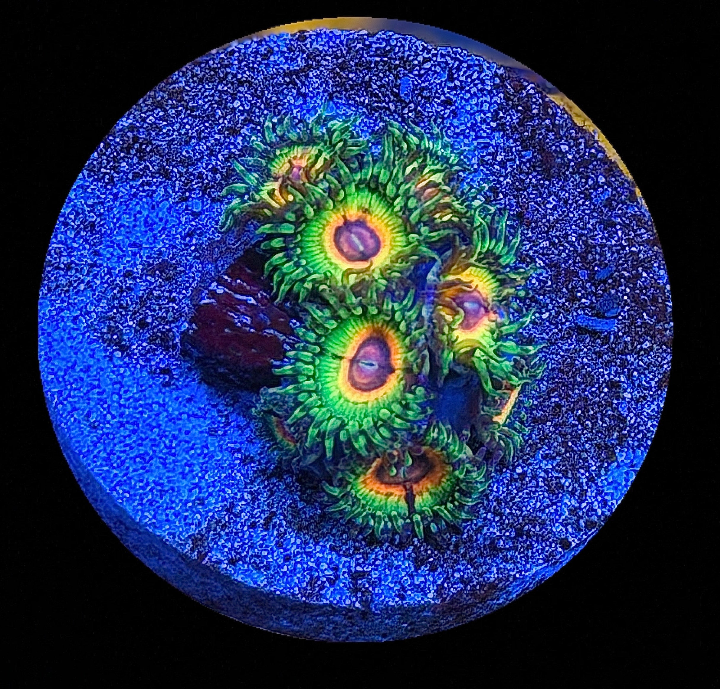 LITTLE SHOP OF HORROR ZOAS