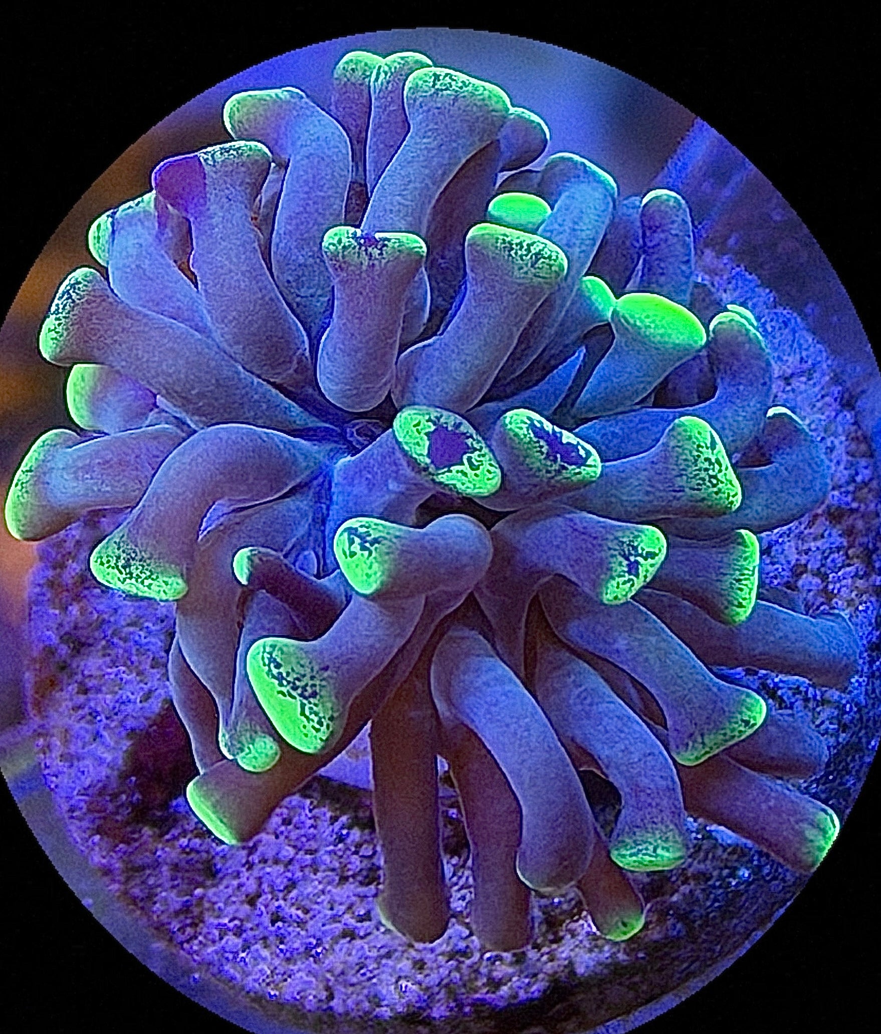 GREEN SPLATTER HAMMER (small)