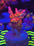 PRO CORALS CRAZY RAINBOW