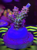 LEADFOOTED's NEON LOTUS