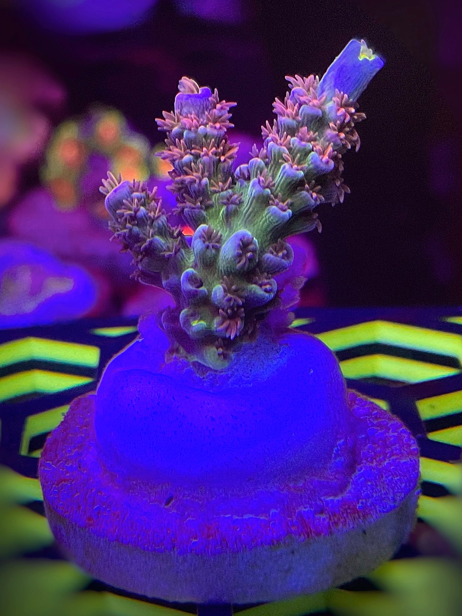 LEADFOOTED's NEON LOTUS