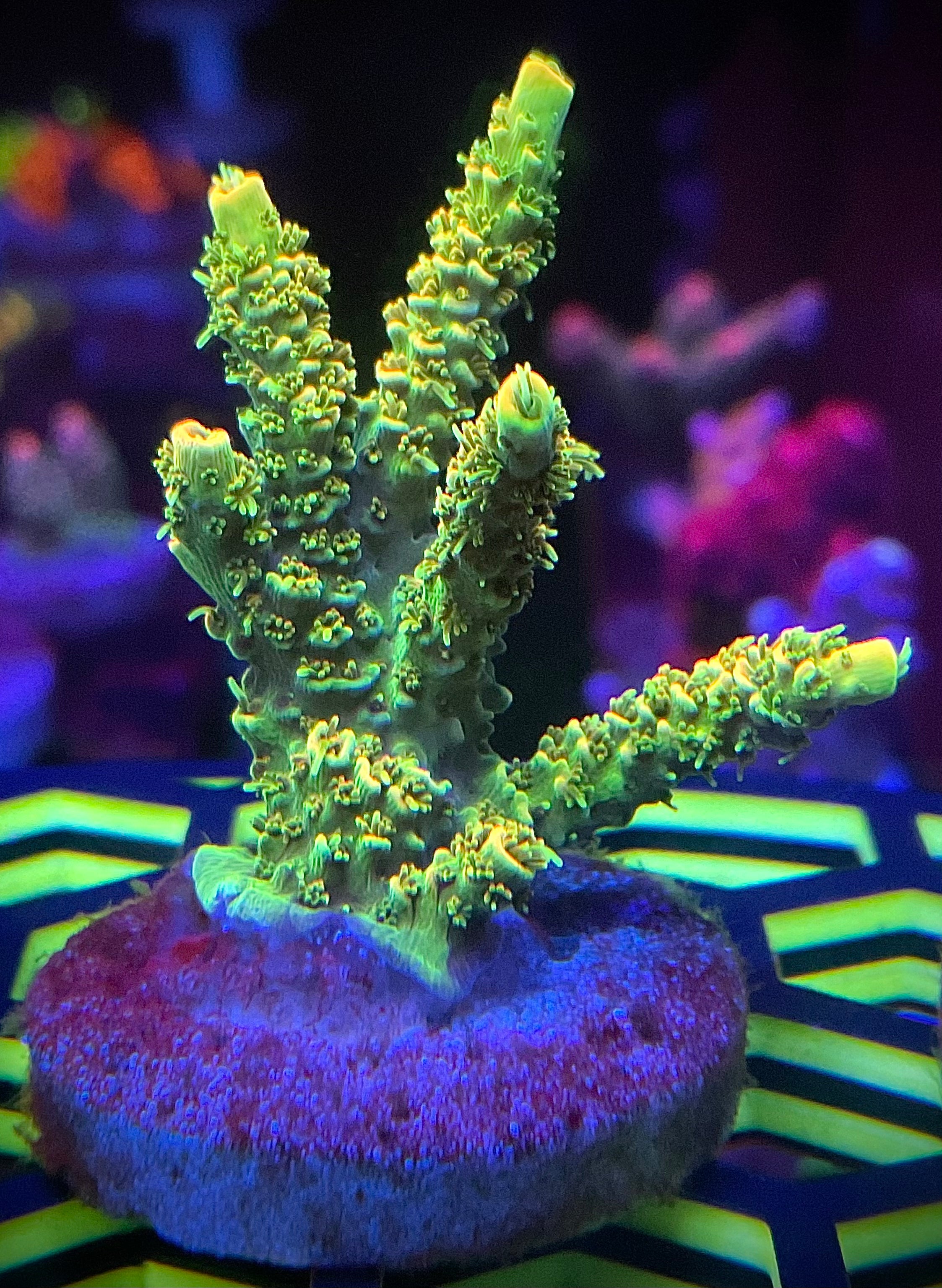 LEADFOOTED's LEMON BRIGHT