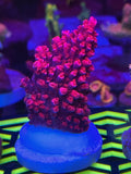 NEON PINK STAG