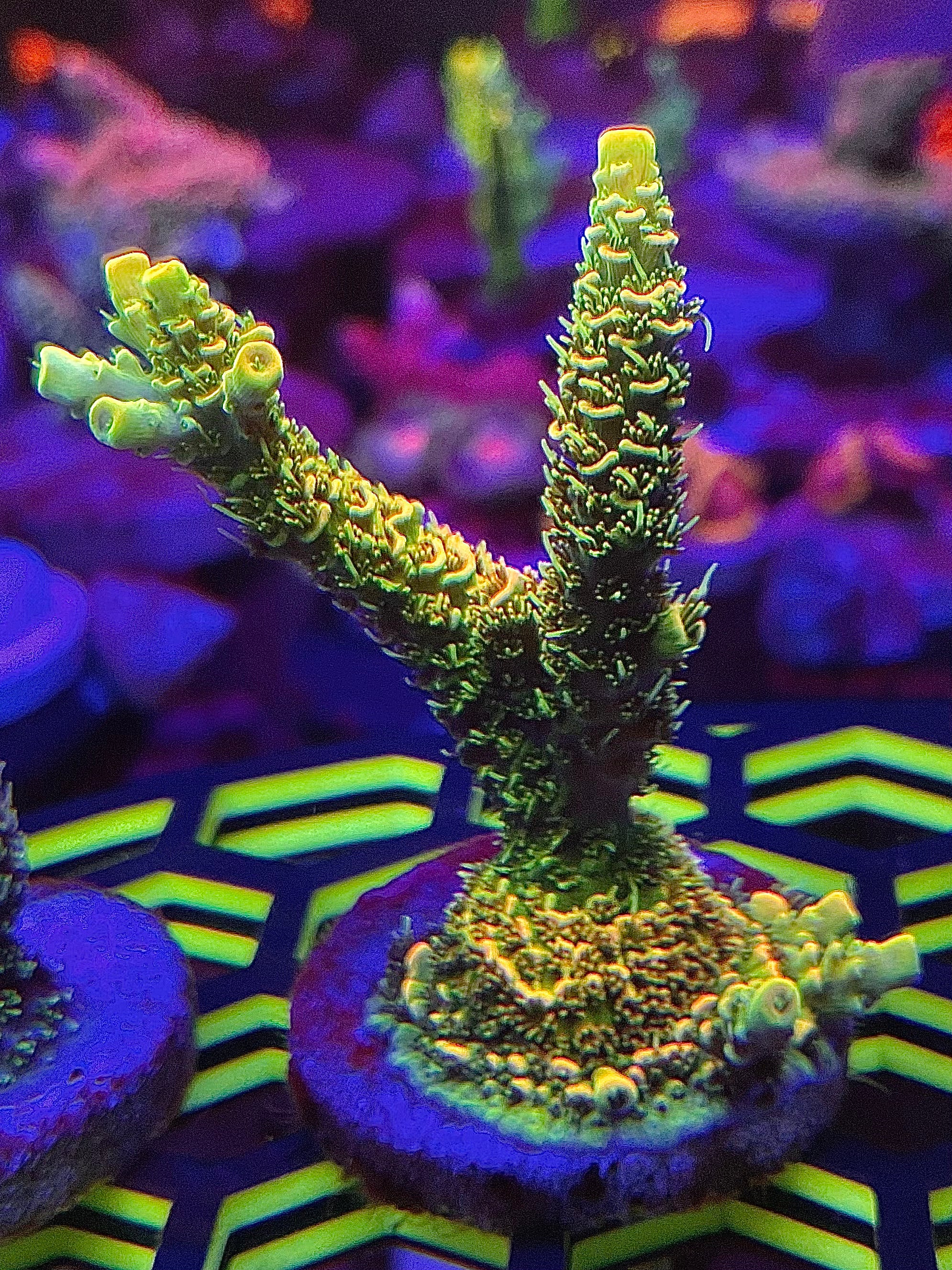 LEADFOOTEDs LEMON BRIGHT