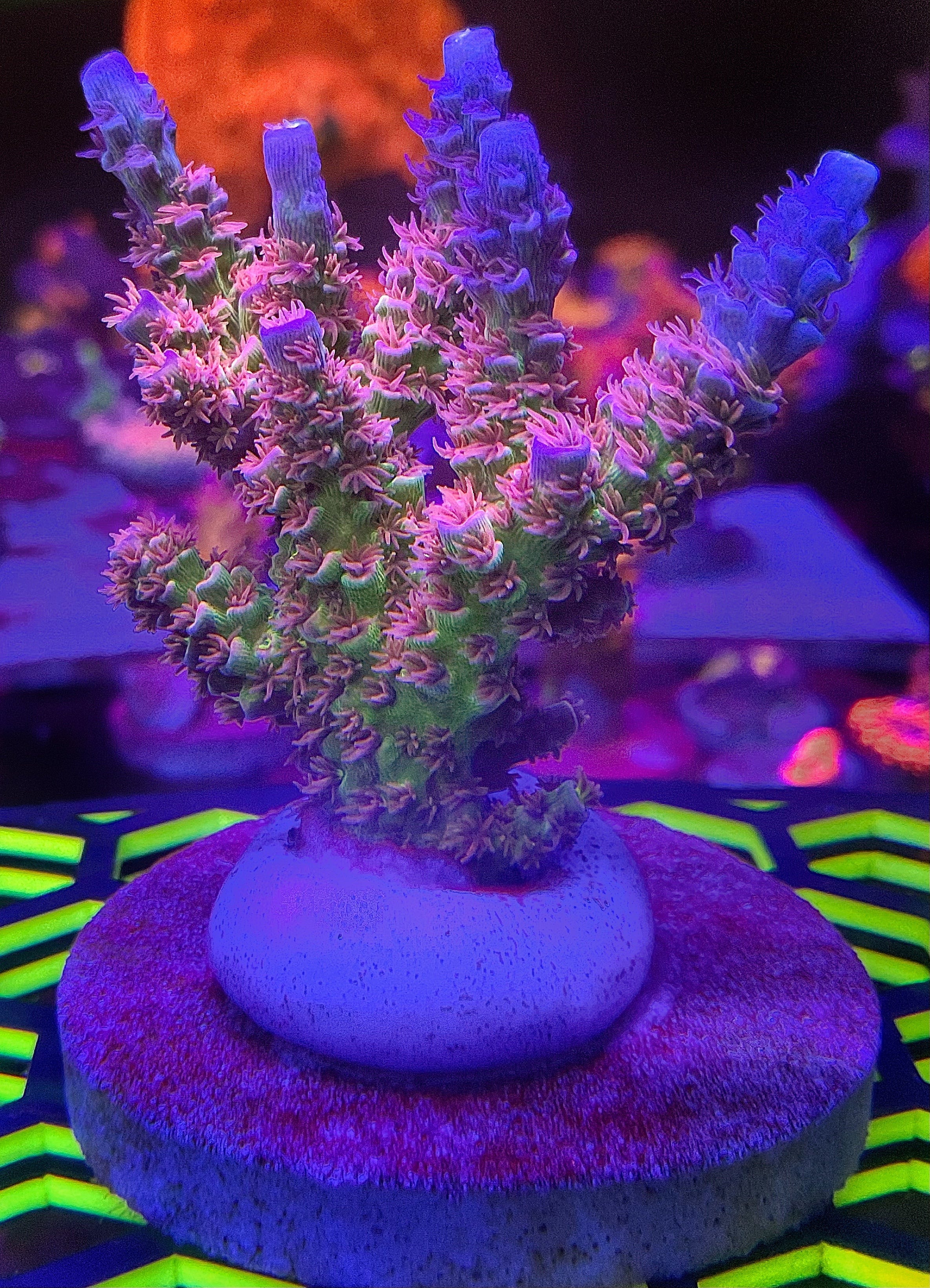 LEADFOOTED's NEON LOTUS