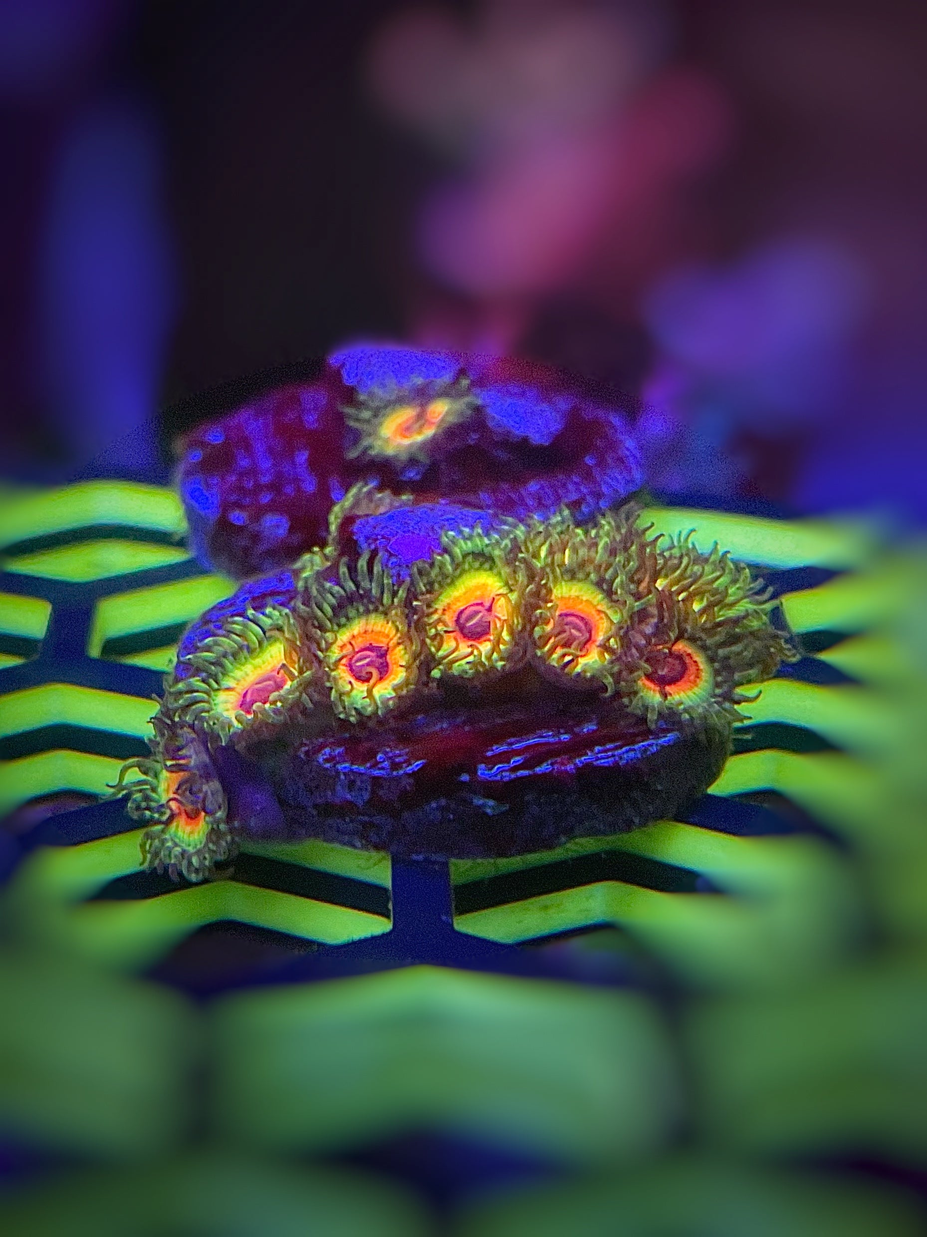 LITTLE SHOP OF HORROR ZOA