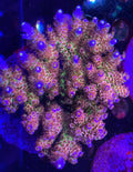 .LEADFOOTED's NEON LOTUS