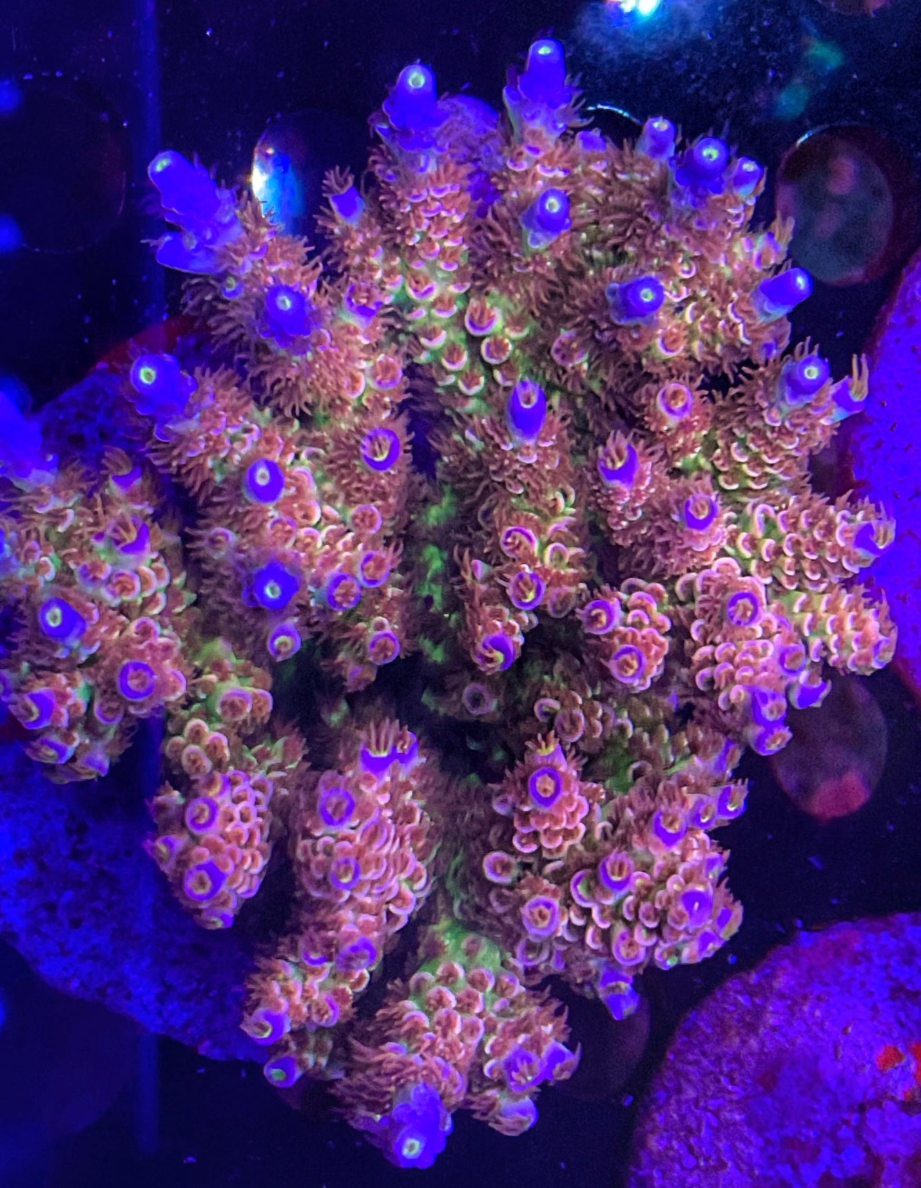 .LEADFOOTED's NEON LOTUS