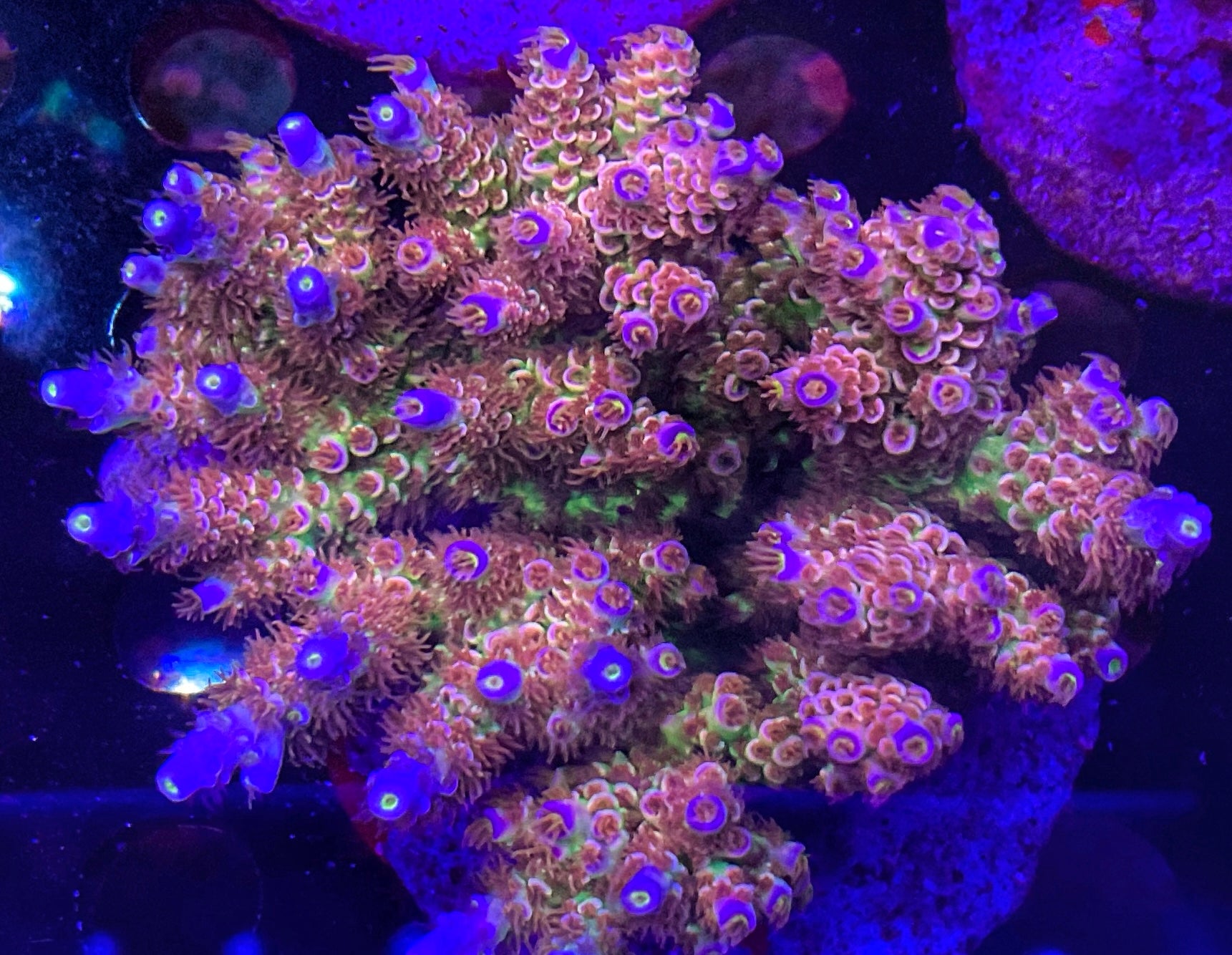 LEADFOOTED’s NEON LOTUS