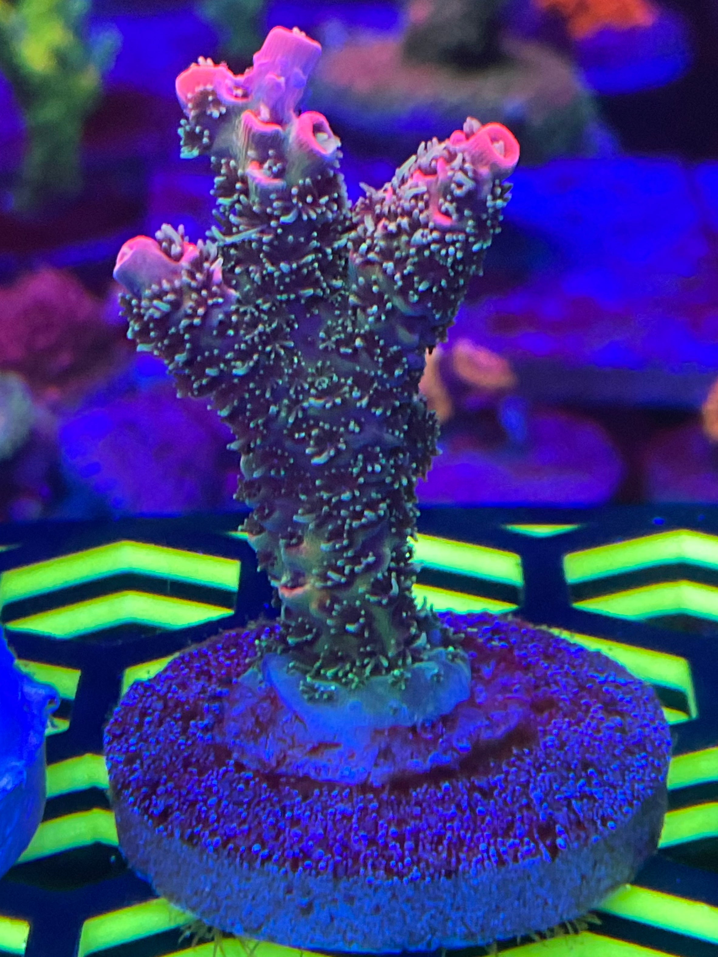 LEADFOOTEDs ETERNAL FLAME