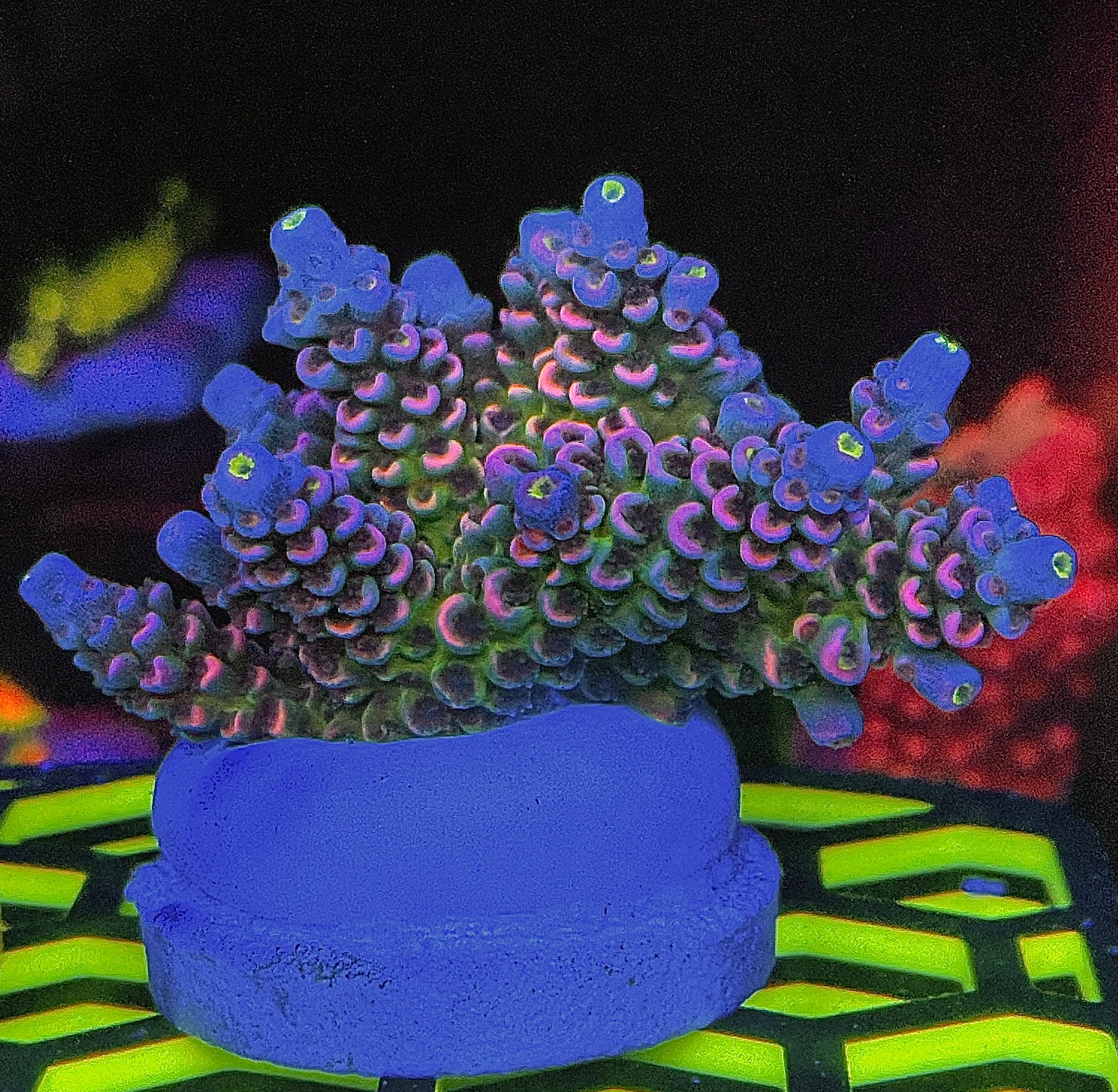 LEADFOOTED's PRISM (LARGE)