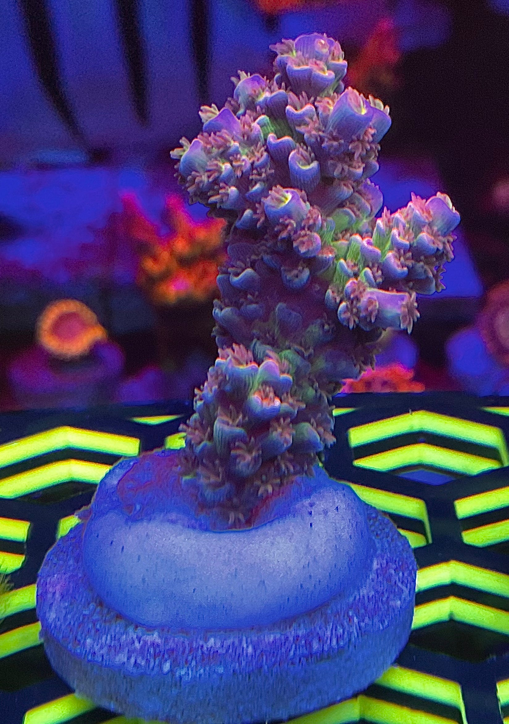 LEADFOOTED's NEON LOTUS