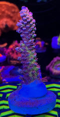 LEADFOOTED's NEON LOTUS