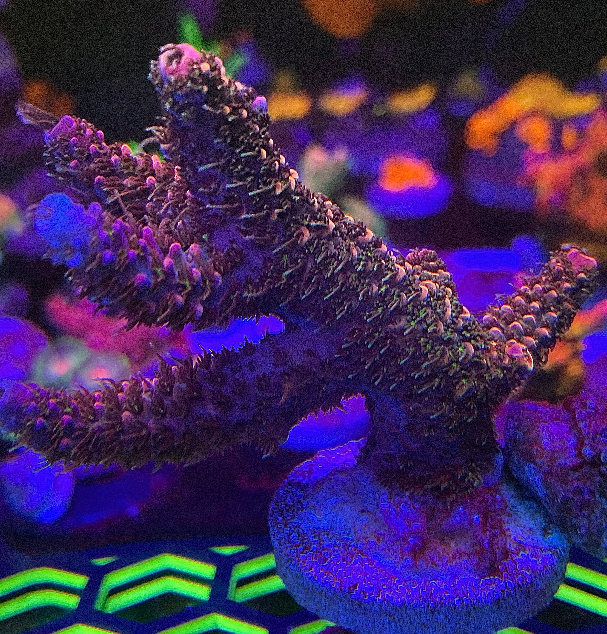 CC HUGO’s RAINBOW STAG