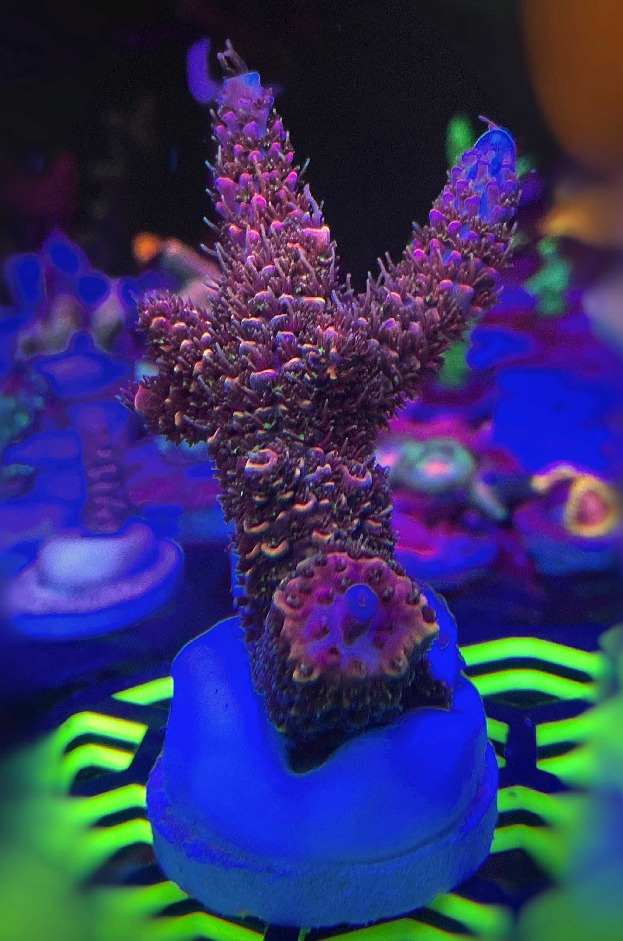 CC Hugo’s RAINBOW STAG