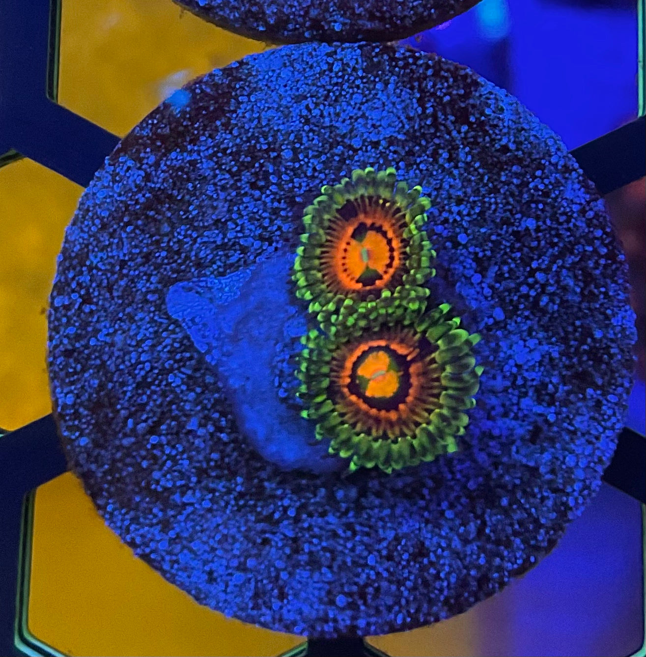 RAINBOW INCINERATOR ZOA