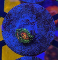 RAINBOW ININERATOR ZOA