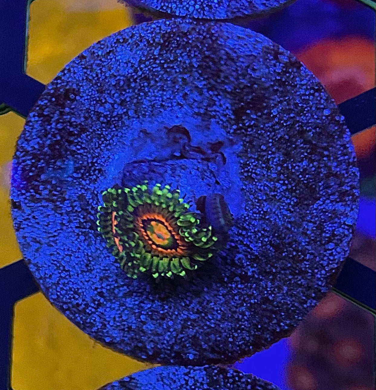 RAINBOW ININERATOR ZOA