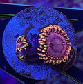 KOALA EYES ZOA