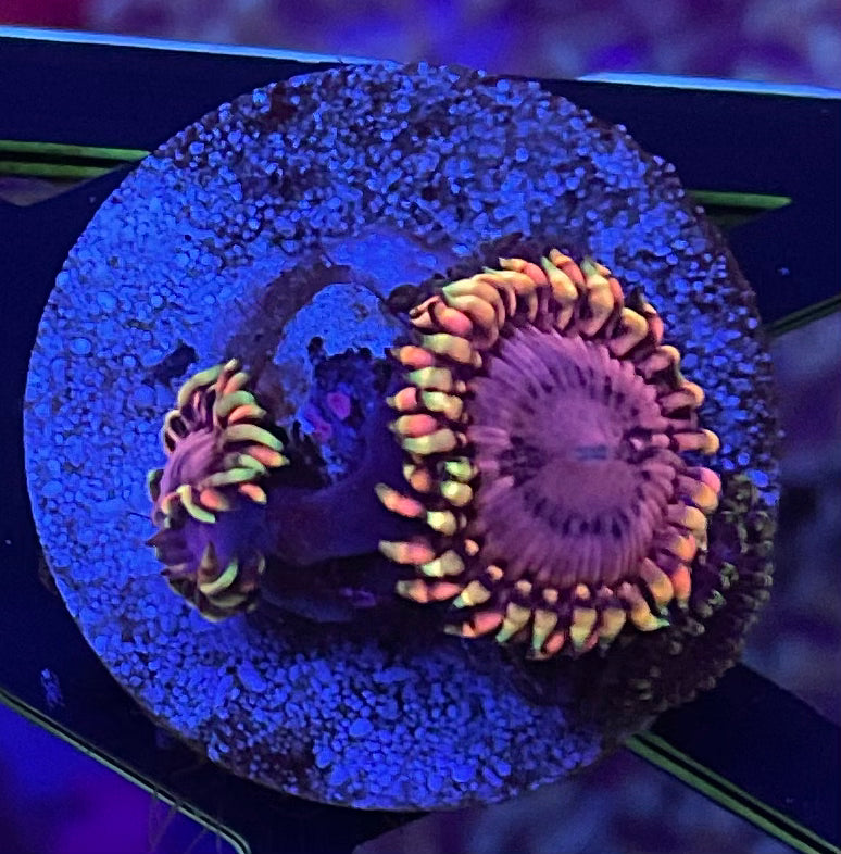 KOALA EYES ZOA