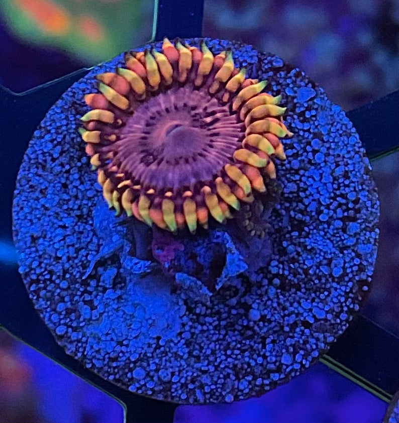 KOALA EYE ZOA