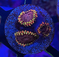KOALA EYE ZOA