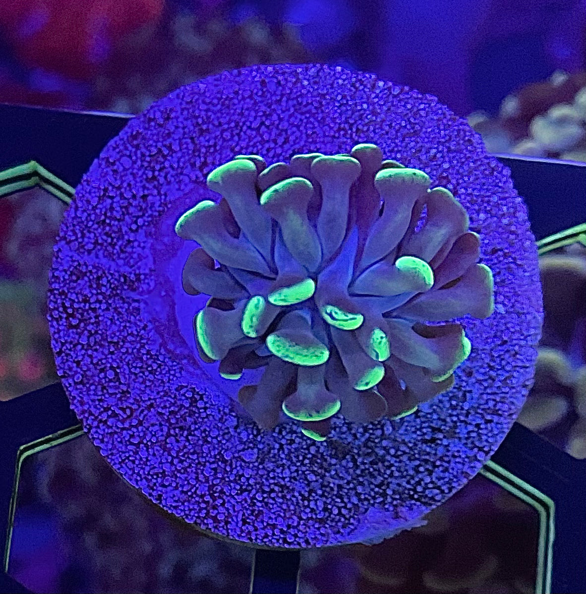 GREEN SPLATTER HAMMER (BABY)