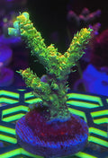 LEADFOOTED's LEMON BRIGHT MILLI