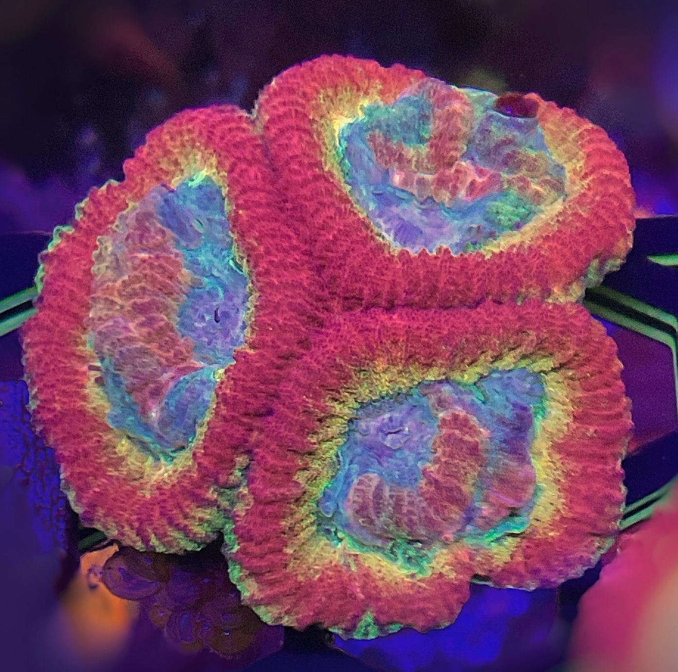 RAINBOW FAVIA  (BRIGHT)