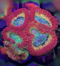 RAINBOW FAVIA (BRIGHT)