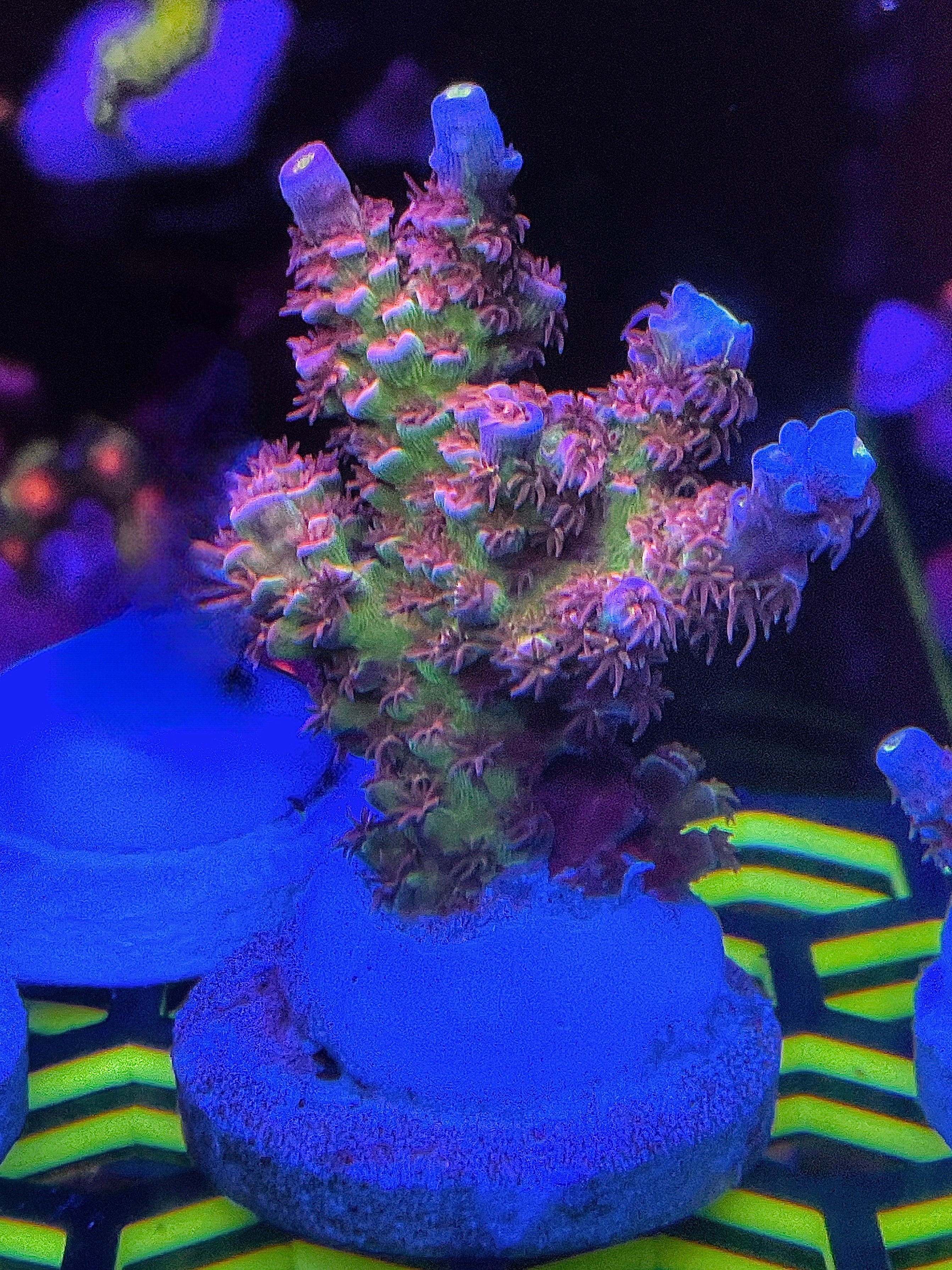 LEADFOOTED's NEON LOTUS