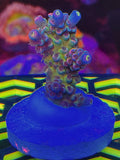 LEADFOOTED's NEON LOTUS