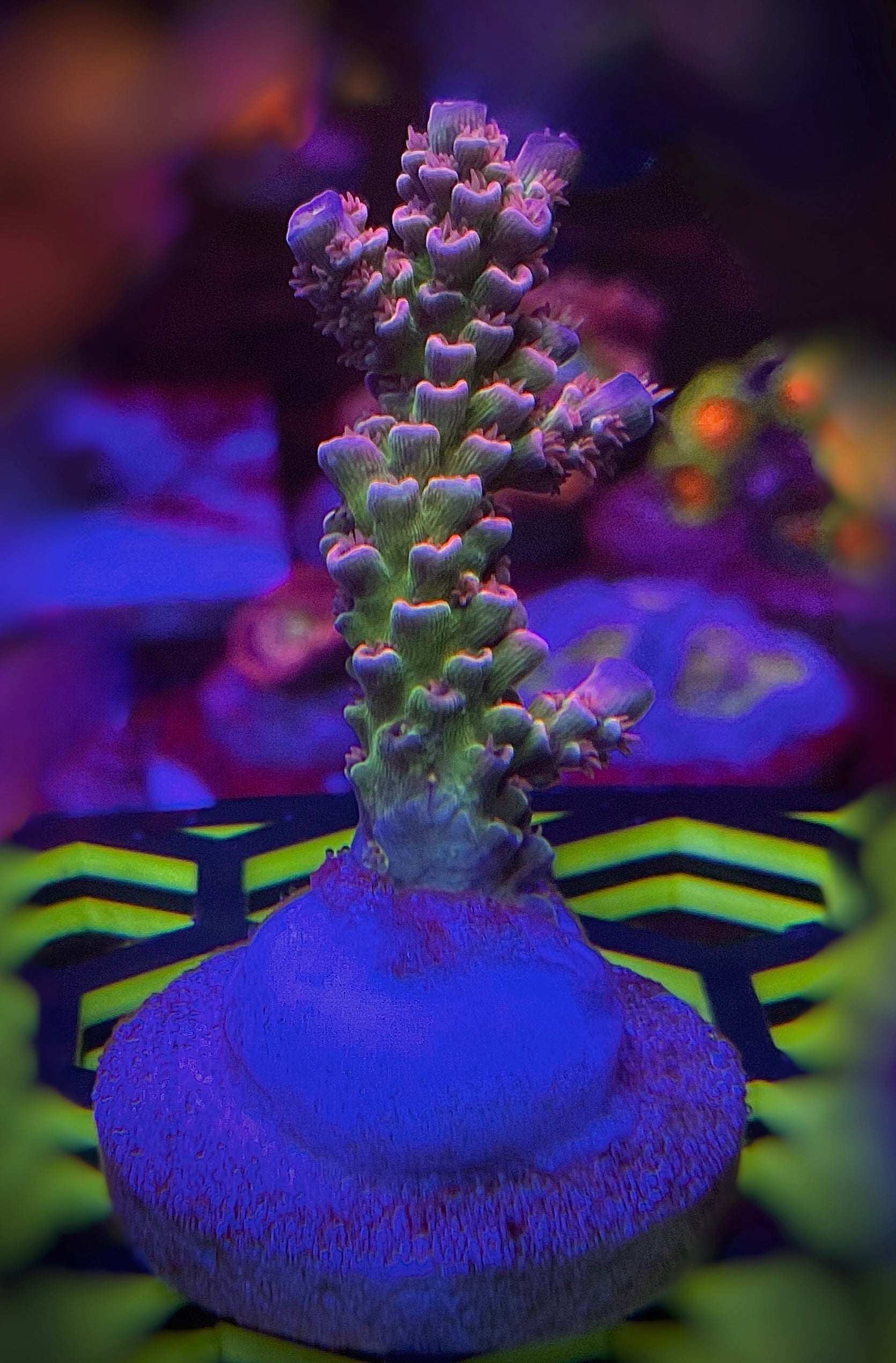 LEADFOOTED's NEON LOTUS