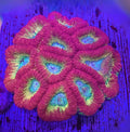 RAINBOW FAVIA COLONY