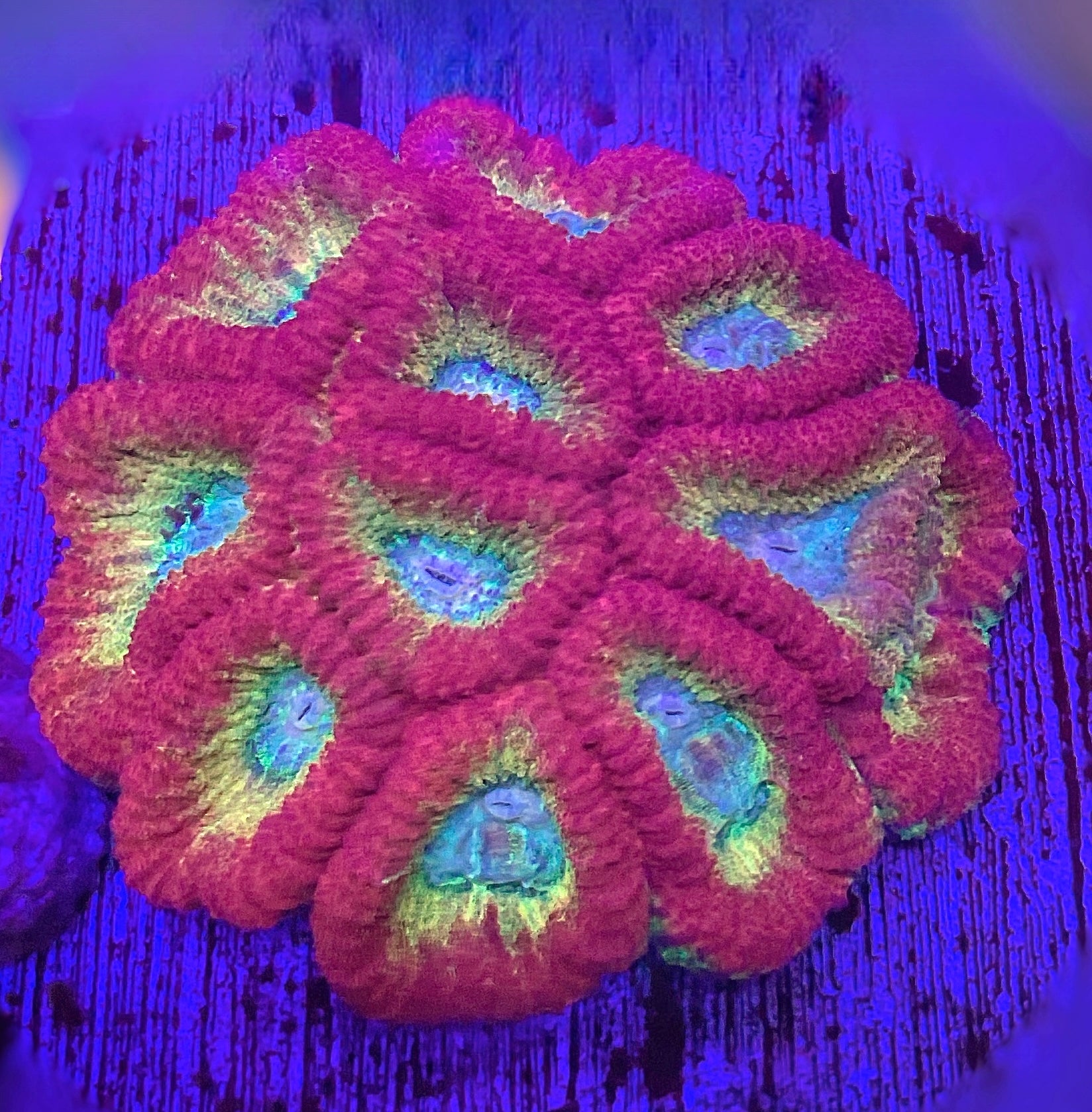 RAINBOW FAVIA COLONY