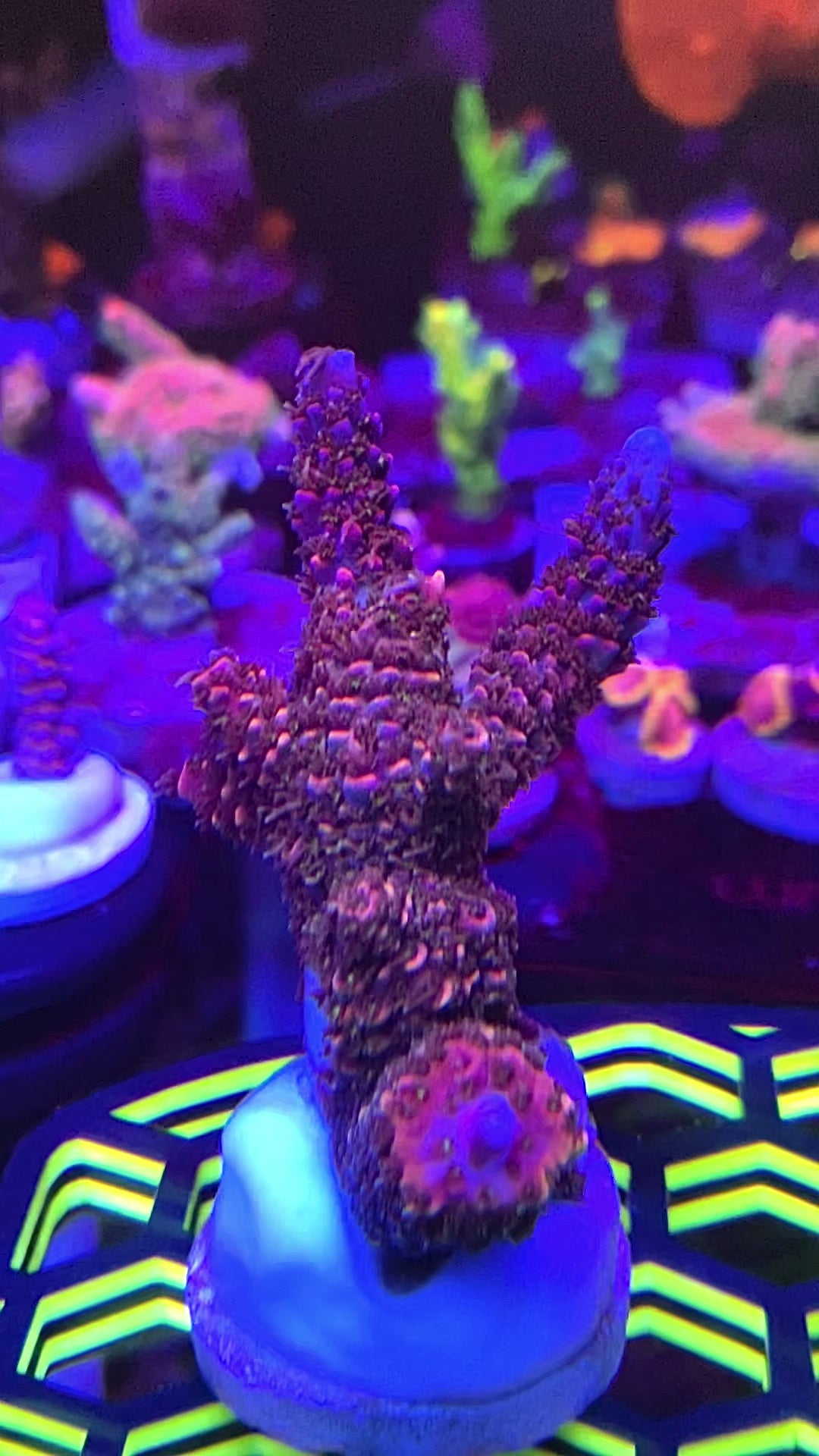 CC Hugo’s RAINBOW STAG