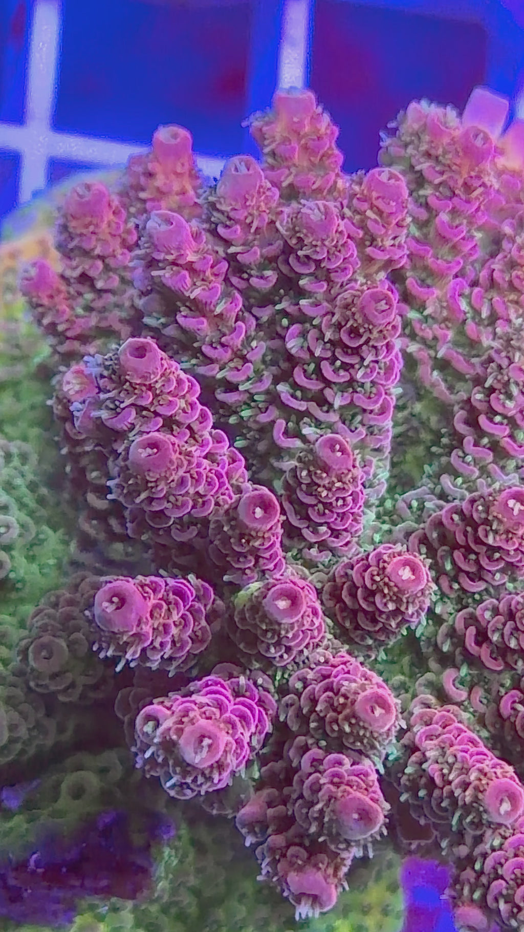 HIGH VOLTAGE MILLEPORA COLONY / WYSIWYG